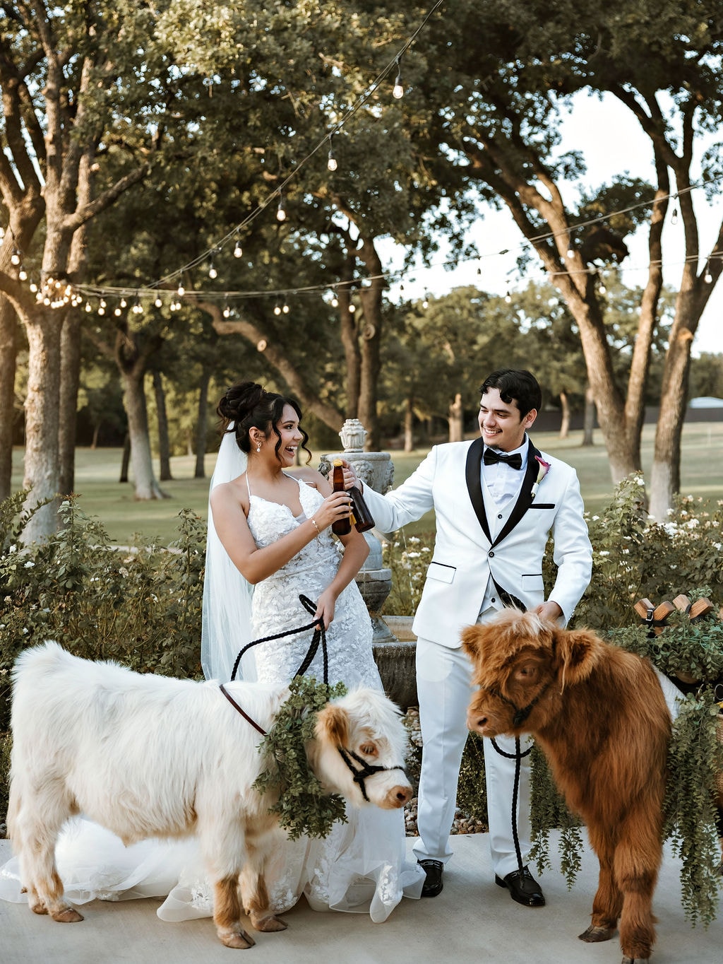 Two Highland calves standing together near a barn fence