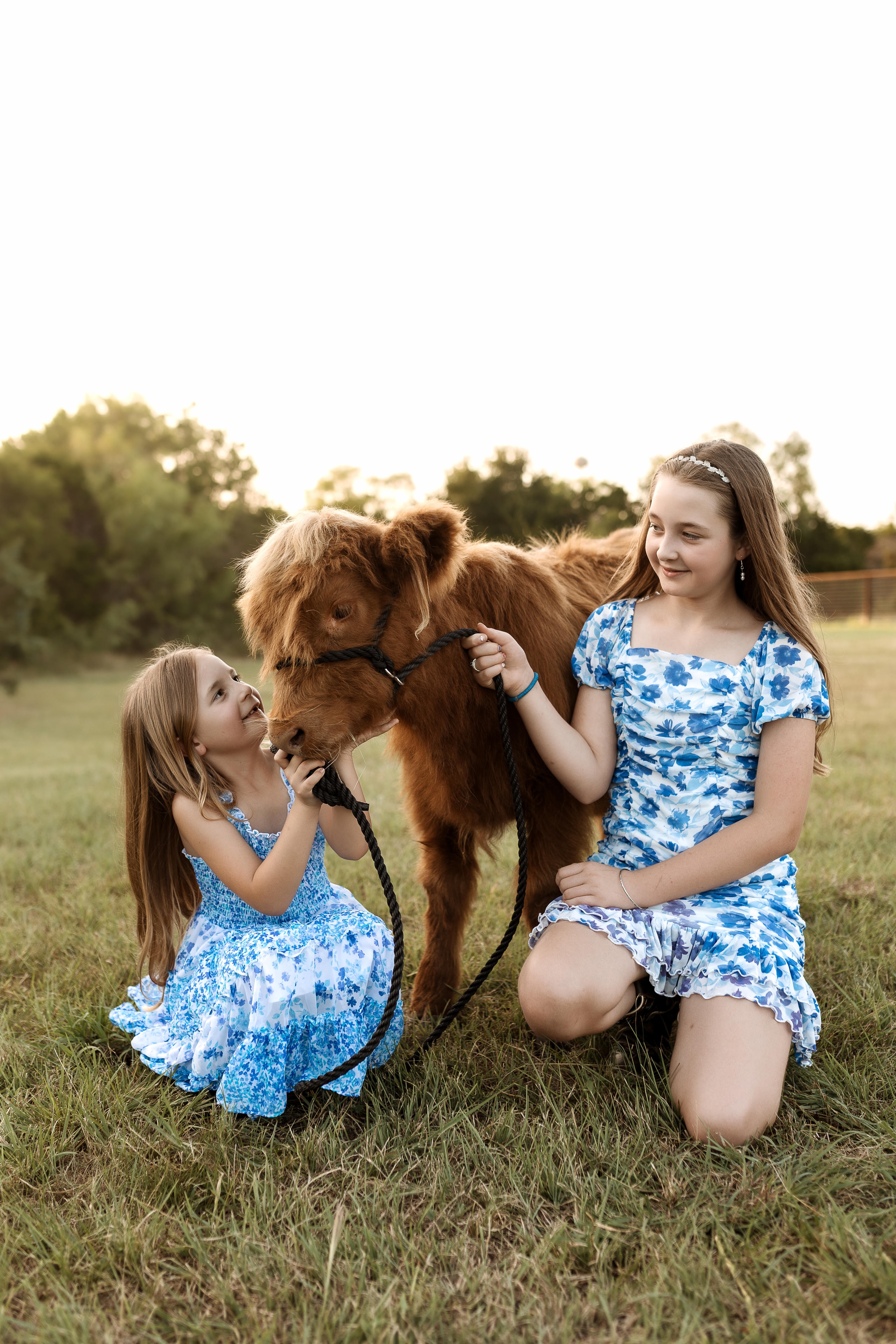 Bride and groom with Highland calves at their wedding