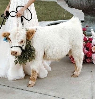 Curious young Highland calf at a golden hour event
