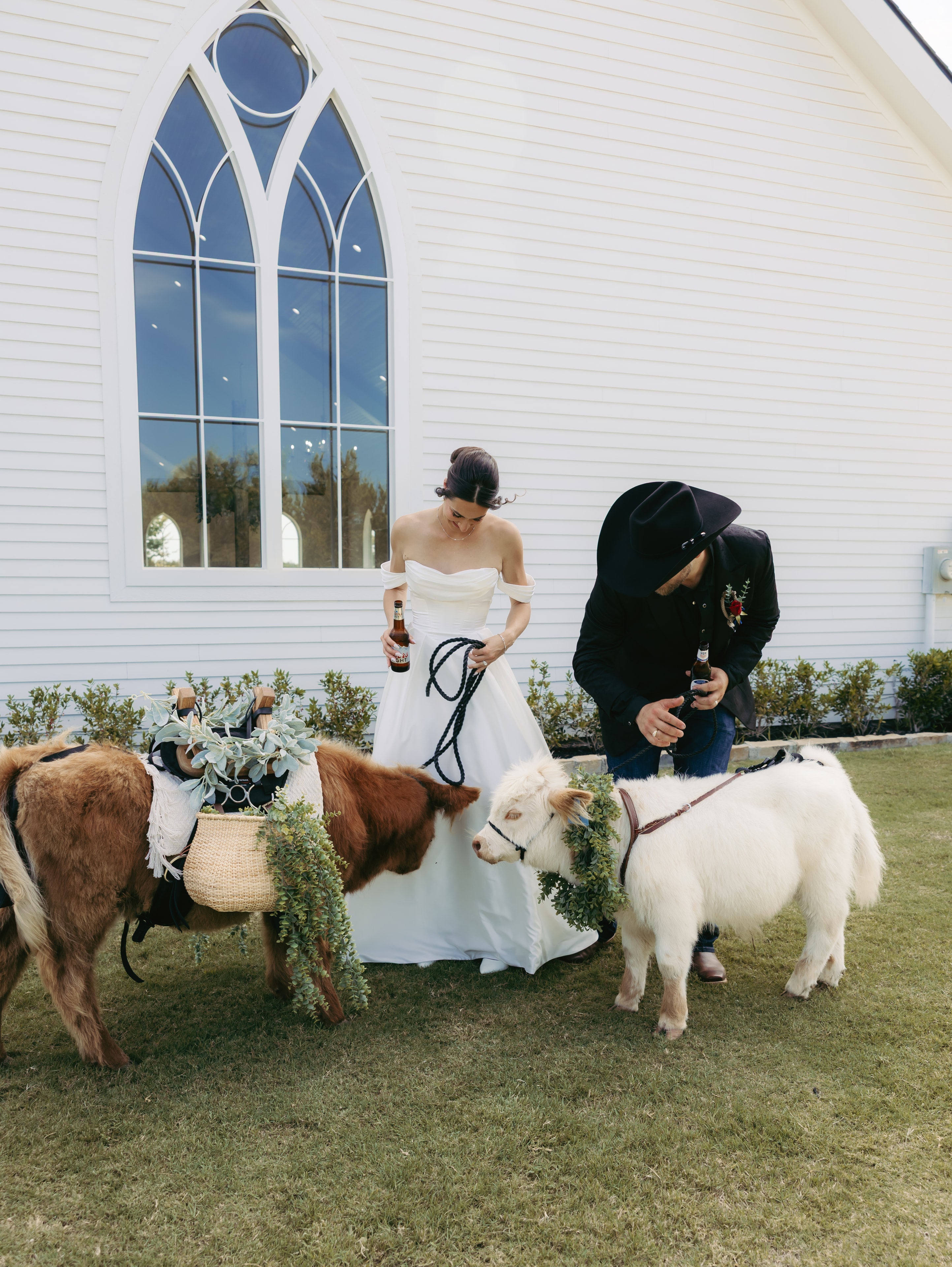 Couple celebrating with Highland cows at an event